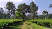 Kembalikan Semangat Lewat yang Hijau-hijau di Kebun Teh Cisarua Puncak