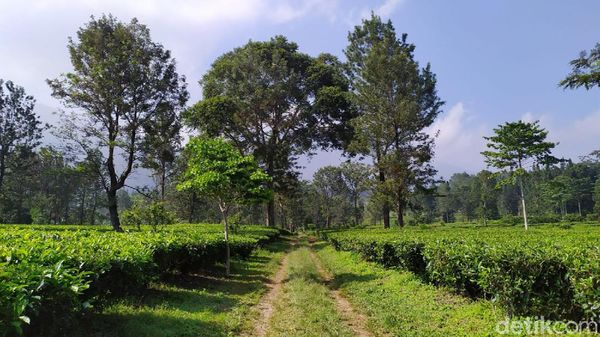 Kembalikan Semangat Lewat yang Hijau-hijau di Kebun Teh Cisarua Puncak