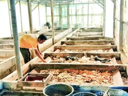 Budidaya Belatung, Pemuda di Sukabumi Perangi Sampah di Lingkungannya