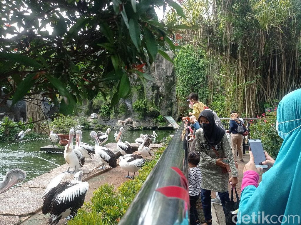 Diperkirakan 15.000 Wisatawan Kunjungi Taman Margasatwa Ragunan Diperkirakan 15.000 Wisatawan Kunjungi Taman Margasatwa Ragunan
