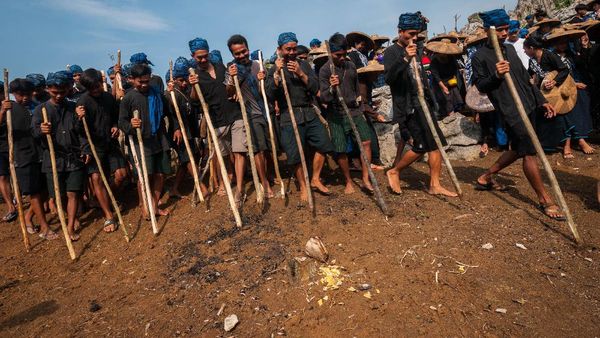 Kekompakan Suku Baduy Saat Menanam Padi