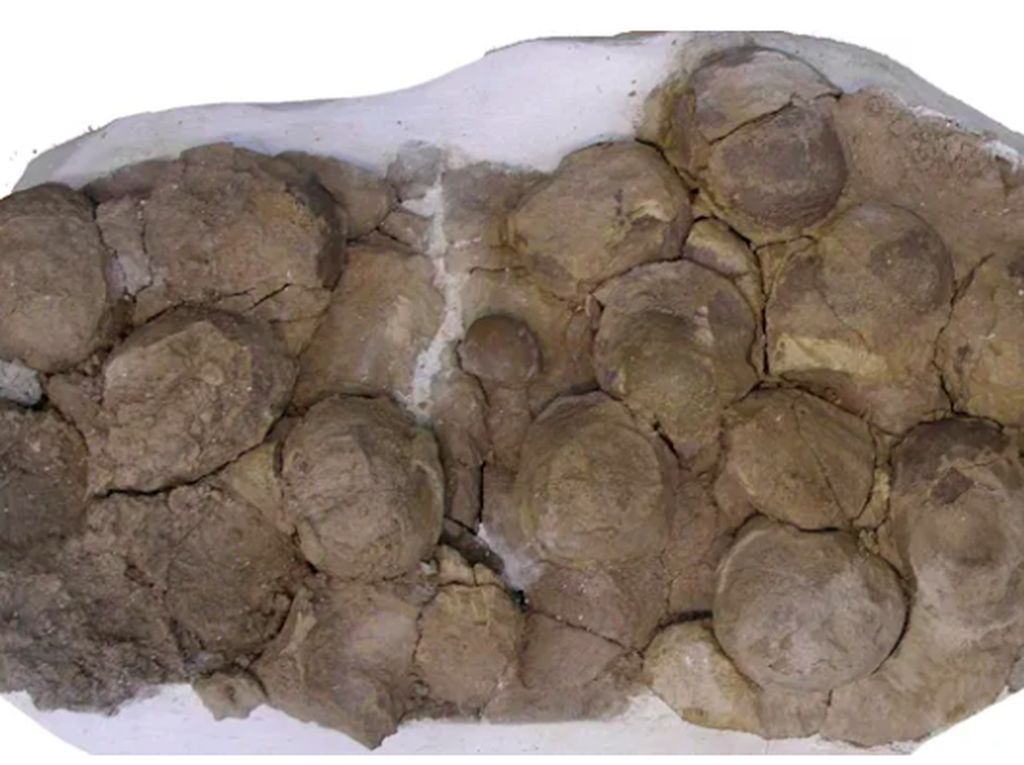 Ilmuwan Temukan 256 Fosil Telur Dinosaurus di Negara Asia Ilmuwan Temukan 256 Fosil Telur Dinosaurus di Negara Asia