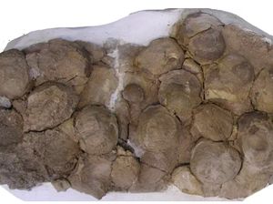 Ratusan Telur Dinosaurus Ditemukan, Sibak Fakta Baru Ratusan Telur Dinosaurus Ditemukan, Sibak Fakta Baru