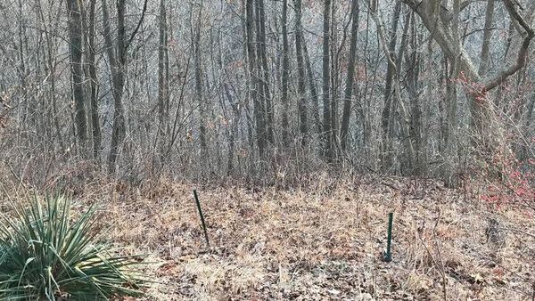 Yuk Uji Kejelian Mata Melihat Foto Kamuflase, Berani?