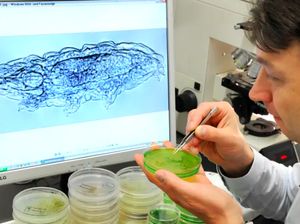 5 Hewan Kuat yang Konon Bisa Selamat dari Kiamat