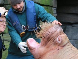 Kisah Dokter Gigi dengan Pasien Macan-Walrus hingga Beruang Kutub