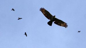 Menyaksikan Burung Bermigrasi di Puncak Bogor