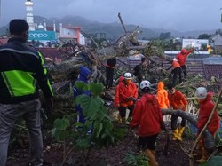 Pohon Besar Timpa 4 Rumah Warga di Sumedang, 3 KK Terpaksa Diungsikan