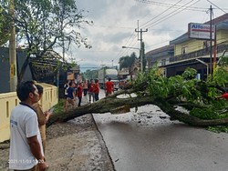 Seorang Pemotor Tewas Tertimpa Pohon Tumbang di Bandung