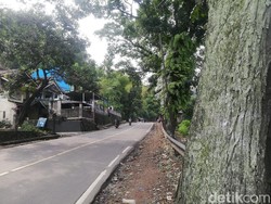 30 Pohon di Jalan Nasional Sumedang Rawan Tumbang
