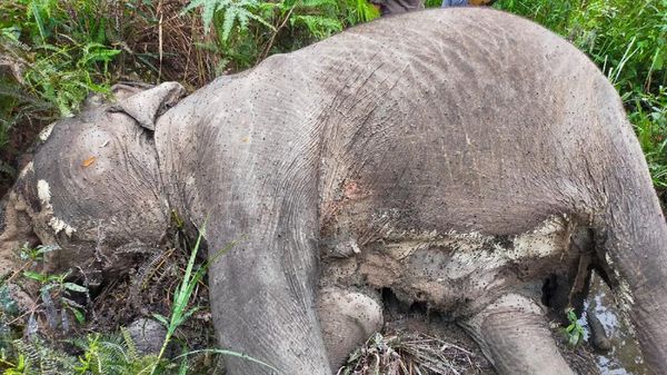 Gajah Betina Dewasa Ditemukan Mati di Riau