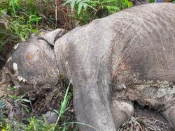 Gajah Betina Dewasa Ditemukan Mati di Riau