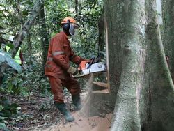 Apa Arti Deforestasi yang Disebut Menteri LHK? Berikut Penjelasannya