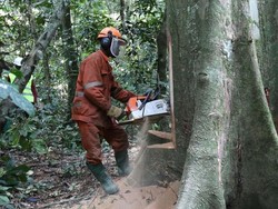 Jokowi dan 100 Pemimpin Dunia Janji Akhiri Deforestasi Tahun 2030