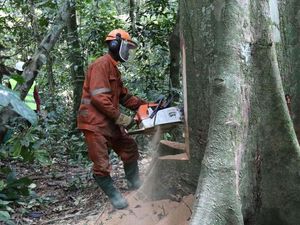 Apa Arti Deforestasi yang Disebut Menteri LHK? Berikut Penjelasannya Apa Arti Deforestasi yang Disebut Menteri LHK? Berikut Penjelasannya