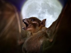 Rahasia Evolusi Rahang Kelelawar Ternyata Menyesuaikan Makanannya, Ini Kata Ilmuwan