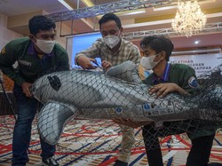 Ada Kasus Paus Mati Terdampar di Aceh, WWF Gelar Pelatihan Khusus