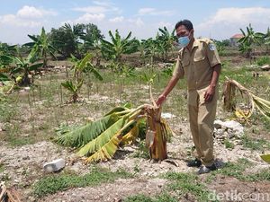 Puluhan Anak yang Robohkan 50 Pohon Pisang Gegara Salam dari Binjai Diamankan