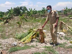 Puluhan Anak yang Robohkan 50 Pohon Pisang Gegara Salam dari Binjai Diamankan