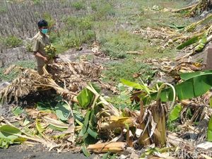 Terinspirasi Salam dari Binjai, Puluhan Anak di Lamongan Robohkan 50 Pohon Pisang