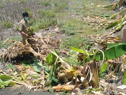 Gegara Viral Salam dari Binjai, Puluhan Pohon Pisang di Lamongan Rusak!