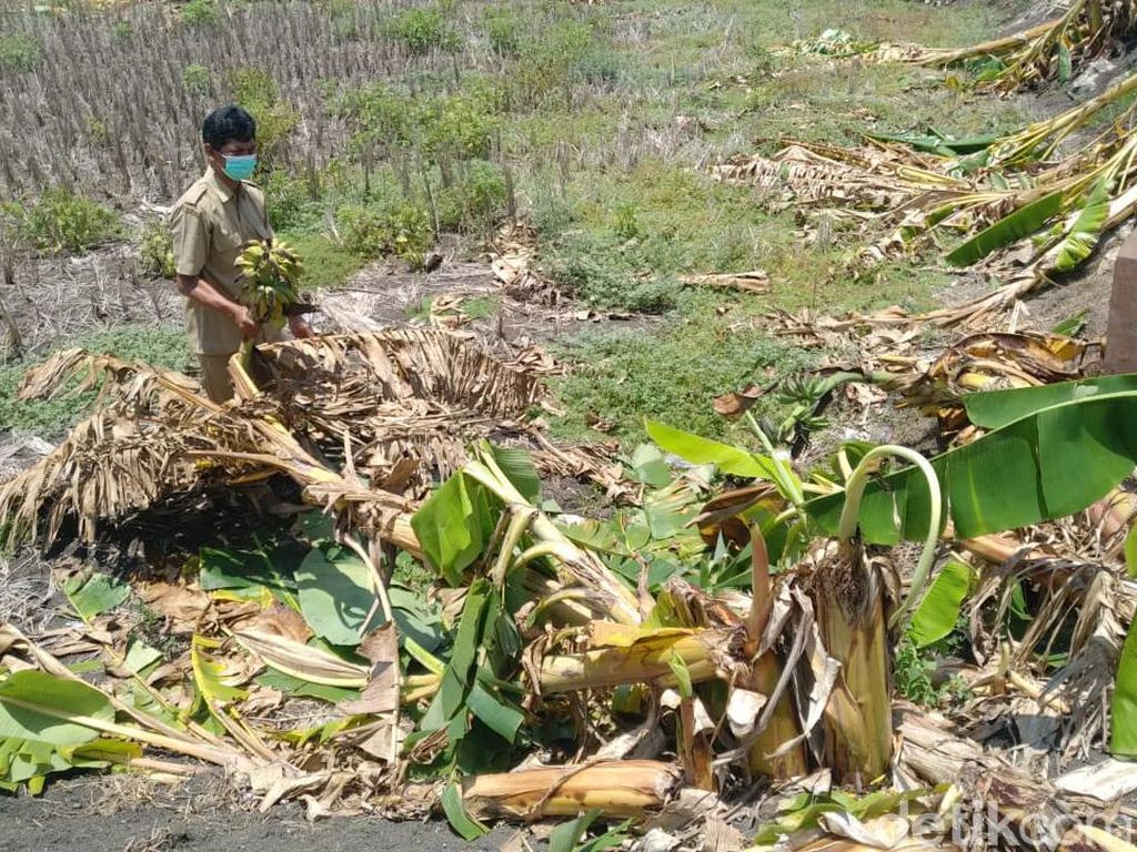Terinspirasi Salam dari Binjai, Puluhan Anak di Lamongan Robohkan 50 Pohon Pisang Terinspirasi Salam dari Binjai, Puluhan Anak di Lamongan Robohkan 50 Pohon Pisang
