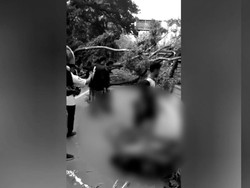 Pohon Tumbang Timpa Pengemudi Ojol di Purwakarta Hingga Kritis