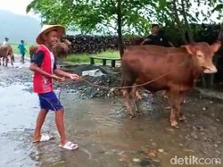 Sungai di Banyuwangi Meluap Hingga ke Desa, Warga Panik Ungsikan Ternak