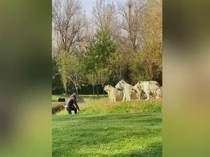 Enggak Sayang Nyawa, Pria Ini Ngajak Berantem 11 Harimau Putih Enggak Sayang Nyawa, Pria Ini Ngajak Berantem 11 Harimau Putih