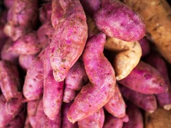 Bisa Gantikan Nasi, Dosen IPB Kembangkan Beras Analog dari Ubi Jalar Ungu