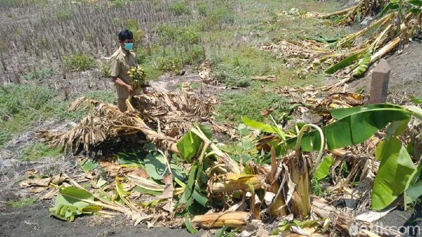 Salam dari Binjai Bikin Anak-anak Lamongan Rusak 50 Pohon Pisang