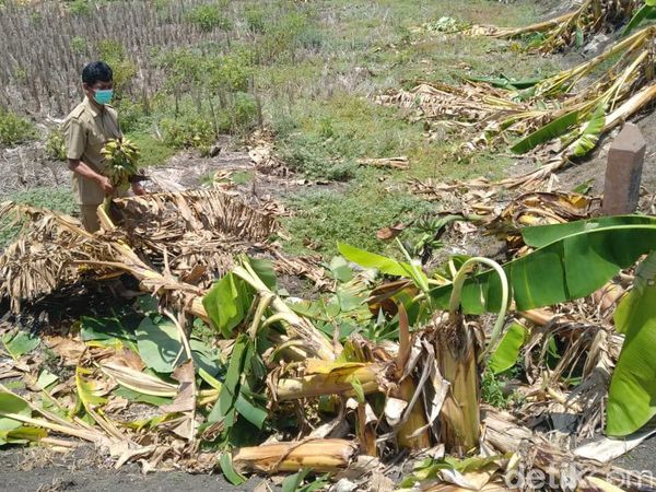 Salam dari Binjai Bikin Anak-anak Lamongan Rusak 50 Pohon Pisang
