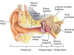 3 Bagian Telinga dan Fungsinya dalam Proses Mendengar