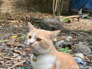 Viral Kucing Sakau Setelah Makan Akar Tanaman, Ini Penjelasan Dokter Hewan