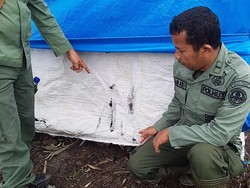Anak Pekerja Kebun Tewas Diterkam Harimau Sumatera di Riau