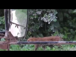 Beredar Video Penampakan Macan Tutul di Nusakambangan, BKSDA Cek Beredar Video Penampakan Macan Tutul di Nusakambangan, BKSDA Cek