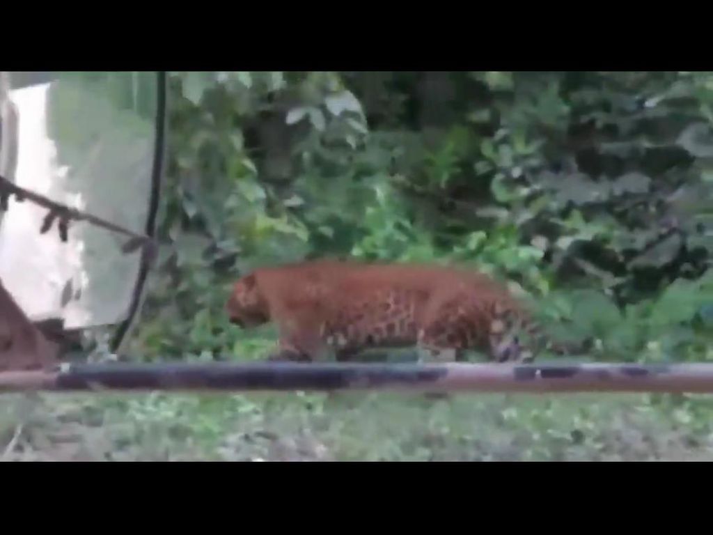 BKSDA Cek Video Penampakan Macan Tutul di Nusakambangan