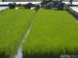 Menyelisik Masalah Petani Padi di Pangandaran Menyelisik Masalah Petani Padi di Pangandaran