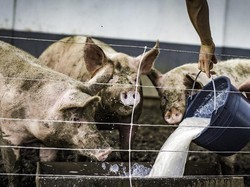 5 Alasan Khusus Mengapa Babi Diharamkan bagi Muslim