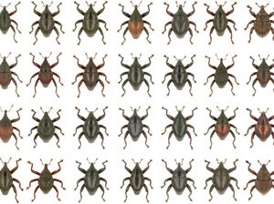 Kumbang Gundala dan Ewok Star Wars, Ditemukan di Indonesia Kumbang Gundala dan Ewok Star Wars, Ditemukan di Indonesia