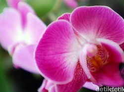 Hari Cinta Puspa dan Satwa Nasional Diperingati 5 November, Ini Serba-serbinya