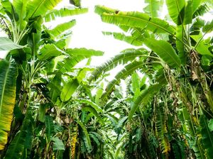 Petani di Pulau Enggano Buang Pisang ke Laut, Kades Temui Presiden Petani di Pulau Enggano Buang Pisang ke Laut, Kades Temui Presiden