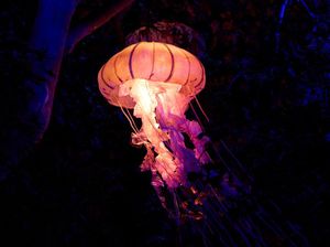 Jelajahi Pertunjukan Binatang Bercahaya di Madrid