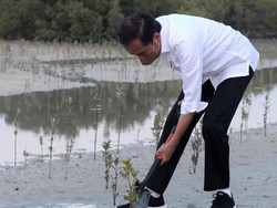 Jokowi Kunjungi Taman Hutan Mangrove Pertama di Abu Dhabi