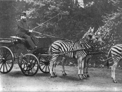 4 Alasan Zebra Tidak Bisa Ditunggangi dan Dipelihara, Beda dengan Kuda