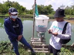 Cerita Si Jimat, Eks Pegawai Asuransi Cirebon yang Kini Pilih Budidaya Lele