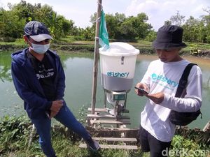 Cerita Si Jimat, Eks Pegawai Asuransi Cirebon yang Kini Pilih Budidaya Lele Cerita Si Jimat, Eks Pegawai Asuransi Cirebon yang Kini Pilih Budidaya Lele