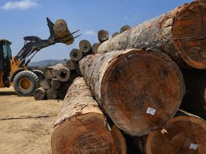 Indonesia Jadi Salah Satu Negara Pembabat Hutan Terbanyak