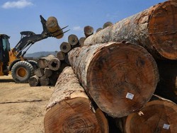 4 Jurus Luhut Kurangi Penggundulan Hutan di RI