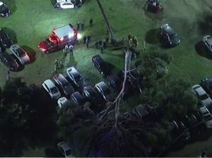 Pohon Raksasa di Los Angeles Tumbang, 30 Mobil Rusak!